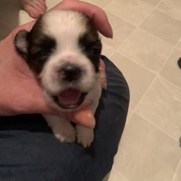 Shih Tzu Puppies from Dorothy Agrippino's Shih Tzus