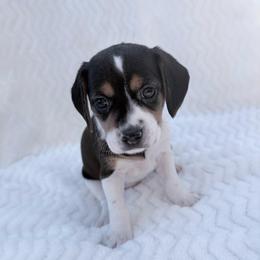 Pocket Beagle Girl 2 - Black tan and white female Beagle puppy in Gentry, Arkansas from HC Puppy Ranch