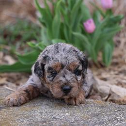 Oren - Merle male Whoodle puppy in West Bend, Iowa from Blue Skies Terriers