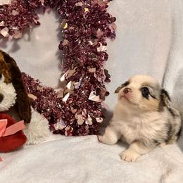 Girl 1 - Blue merle and white female American Corgi puppy in Payson, Illinois from Creek Farm Corgis