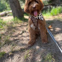 Kalin - Goldendoodle
