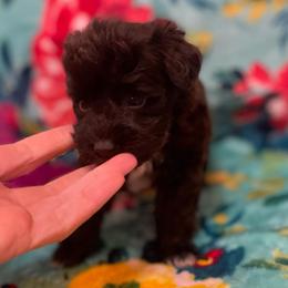 Liver - Liver male Miniature Schnauzer puppy in Malvern, Arkansas from Deep South Miniature Schnauzers