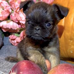Tiny, Red Rough Coated Alfie - Red male Brussels Griffon puppy in Arizona from Melody Lane Brussels Griffons