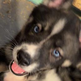 Siberian Husky puppies from MS Wolf Mafia