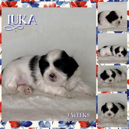 Luka - Black and white male Shih Tzu puppy in Yelm, Washington from Lala's All Star Shih Tzu