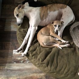 Whippet Puppies from Wise Heart Whippets