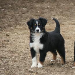 Josie - Black tri female Miniature Australian Shepherd puppy in Fairview, South Dakota from Dakota Toy Aussies