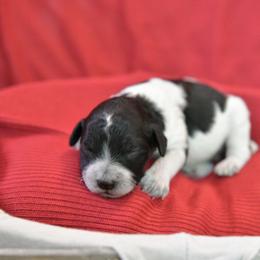 Girl 4 - Parti female Poodle puppy in Bauxite, Arkansas from Mountain Ridge Poodles
