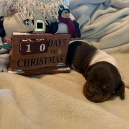 S'more - Chocolate and tan male Dachshund puppy in Corona, California from Over The Moon Dachshunds