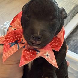 Bedlington Terrier Puppies from Little Starz Bedlington