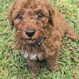 Cocoa (blue collar - Red  male Goldendoodle puppy in Fayetteville, North Carolina from Frannie's Goldendoodle Puppies
