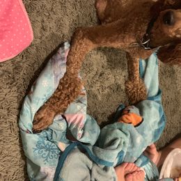 Scarlett - Poodle