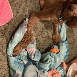 Scarlett - Poodle