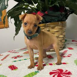 Rolo - Red male Miniature Pinscher puppy in Lancaster, Missouri from White Stone Ranch
