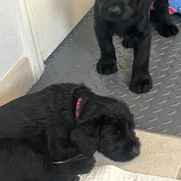 "Kasey / Katie pups" Giant Schnauzer Puppies from Giant Strides Giants