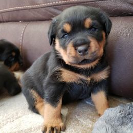 Rottweiler Puppies from Simms Rottweilers