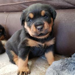 Rottweiler Puppies from Simms Rottweilers
