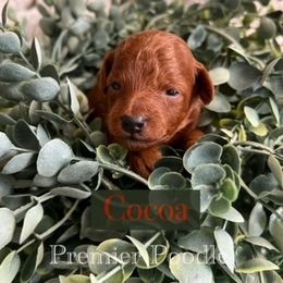 Poodle Puppies from Premier Poodle