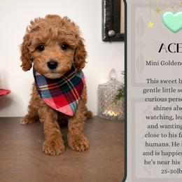 Ace - Red  male Goldendoodle puppy in Hilton, New York from The House of Goldendoodle