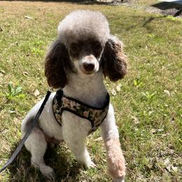 Shadow - Poodle