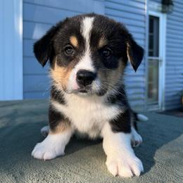 Bowie - Black and white male Cardigan Welsh Corgi puppy in Lebanon, Pennsylvania from Long Acre Farm