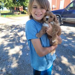 Cavapoo and Dachshund Puppies from Barnyard Dachshunds, Dals & Doodles