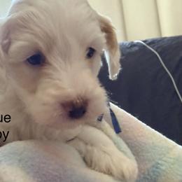 Blue Boy - Buff and white male Cockapoo puppy in Bayville, New Jersey from Lovin Lil CutiePoos
