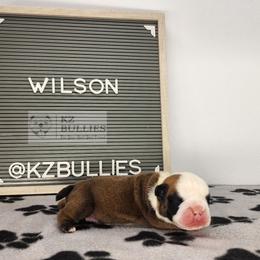 Wilson - Red and white male Bulldog puppy in Hillsdale County, Michigan from KZ Bullies LLC