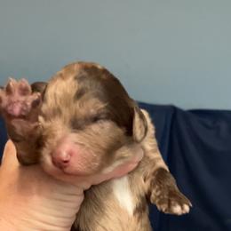 Buzz - Chocolate merle male Bernedoodle puppy in Williston, Florida from Tera Caldwell