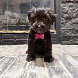 Millie - Black and white female Aussiedoodle puppy in Albertville, Alabama from Home Sweet Home Doodles LLC