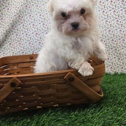 Angel TEACUP - White female Maltese puppy in Monticello, Iowa from Ashley’s Puppies