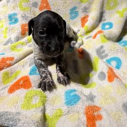 Purple - Black roan female German Shorthaired Pointer puppy in Jackson, Georgia from Rosengrace Gsps (formerly Tiner GSP’s)