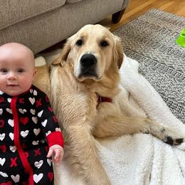 Golden Retriever Puppies from Rose n’ Thistle Farm