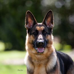 German Shepherd All Grown Up from Patricia's German Shepherds