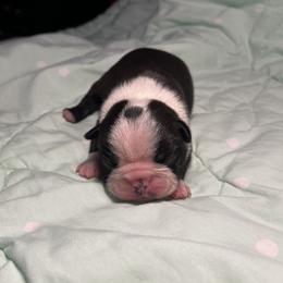 Black Male 1 - Black and white male Boston Terrier puppy in Westville, Florida from Classic Boston Terriers