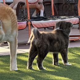 Japanese Akitainus from The Akita INU Club, California