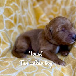 Toast - Red  male Goldendoodle puppy in Orangevale, California from Ugly Dad Doodles