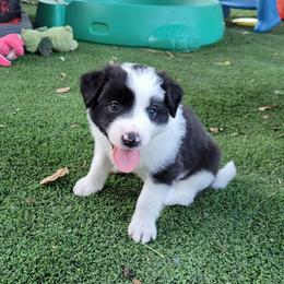 Willow - Black and white female Border Collie puppy in Morgan, Texas from Shooting Star Ranch