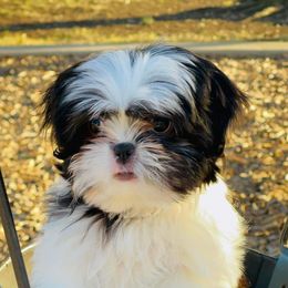 Shih Tzus from Your Fuzzy Puppy