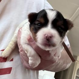 Pinky - Parti female Yorkshire Terrier puppy in La Verne, California from Heavenly Parti Yorkies