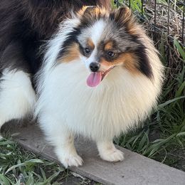 Guinevere - Pomeranian