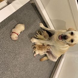 Labrador Retriever Puppies from Pea Ridge Labradors