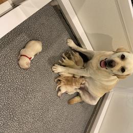 Labrador Retriever Puppies from Pea Ridge Labradors