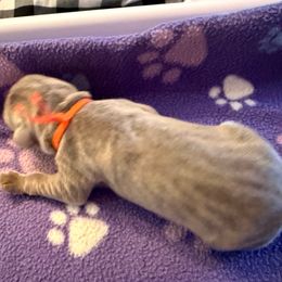 Silver Male- Orange - Silver male Dilute Retriever puppy in Marion, Illinois from Summer Lovin’ Labradors of Southern Illinois