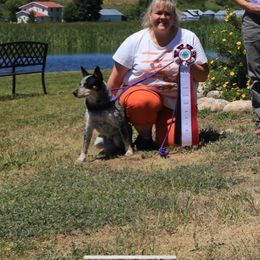 Australian Cattle Dog and French Bulldog Puppies from Sugarloaf French bulldogs and Australian cattle dogs