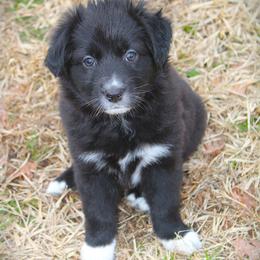 Ivy - Black & white female Australian Shepherd puppy in Mocksville, North Carolina from Trailblazing Aussies