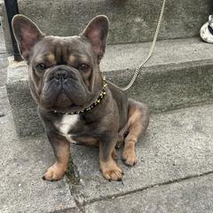 Nipsy - French Bulldog
