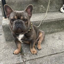 Nipsy - French Bulldog