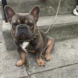 Nipsy - French Bulldog