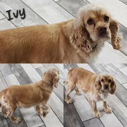 Ivy - Cocker Spaniel